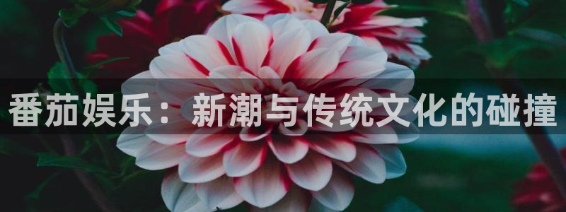 bg大游平台：番茄娱乐：新潮与传统文化的碰撞